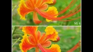 Camera Comparison: Xiaomi Mi 4 vs Xiaomi Mi 5 | Slow-motion, 4k, Camera Samples |