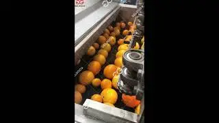 Fresh Fruit Washing Sorting Machine Line  #sorting #washing