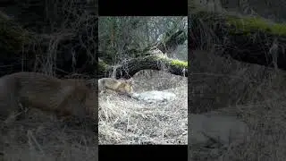 #wildlife #dc