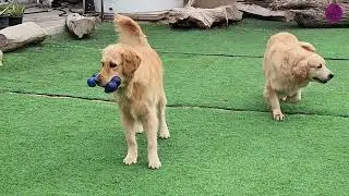 Golden Retrievers Lucy & Lima&rsquo;s Outdoor Fun Playtime | Happy Holiday Adventures 🐶🌿