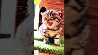 𝕮𝖚𝖙𝖊 𝕶𝖎𝖙𝖙𝖊𝖓𝖘  𝕸𝖊𝖔𝖜𝖎𝖓𝖌 💕#cats #instagram #catlife #catlovers #instacat #kitten #pets #meow #catvideos