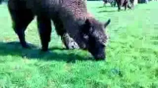 Llama Thing