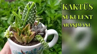 KAKTÜS SUKULENT ARANJMAN YAPIMI / ARANJMAN YAPMANIN PÜF NOKTALARI