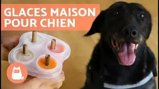 Recettes de glaces maison pour chiens