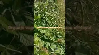organic vegetable in khalsa rural area of Nepal.#organicfarming #organicvegetables #nepal #khalsa