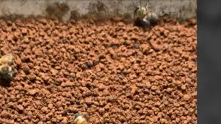 Beekeepers and stingless bee getting bee pollen #honey #beekeeper #beehive #nature #beelove #farm