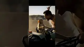 Cute farmer baby monkey&rsquo;s hardwork harvest😢🫡 #animalstories #cuteanimals #cutemonkey #status #viral