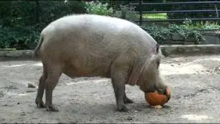 Philadelphia Zoo Bearded Pigs - Beast Feast 4
