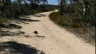 Echidna Walking through Ku Ring Gai Chase National Park