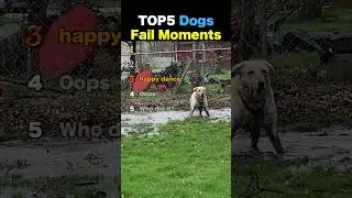 TOP5 Dogs Fail Moments