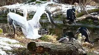 Krauskopfpelikan (Pelecanus crispus) Pelikan Fr&uuml;hling Tierpark Tiergarten Zoo Sch&ouml;nbrunn Vogel Teich