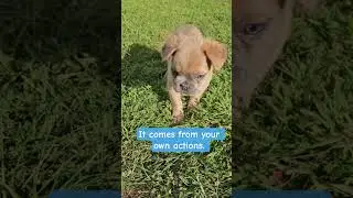 Smile #puppy #motivation #cuteanimal #motivational