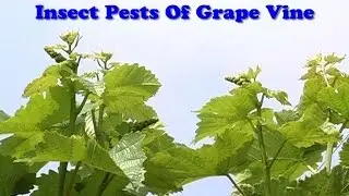 Insect Pests of Grape Vine
