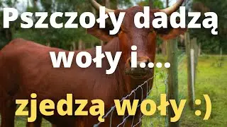 #123 Pszczoły dadzą woły i zjedzą woły - wiosenna miodowa klapa.