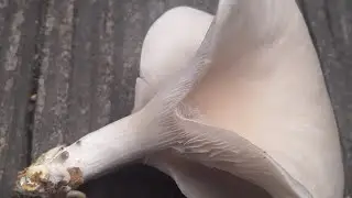 grey dove oyster mushroom
