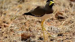 Yellow-wattled Lapwing is a bird of arid lands