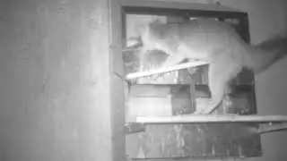 Fox vs. Chicken - Chicken Wins!