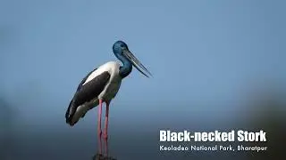 Black-necked Stork | Keoladeo NP | Rajasthan | India | Wildlife