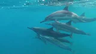 Swimming With Dolphins In Oahu