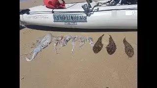 Derwent River Squid (and Flathead) from a Kayak