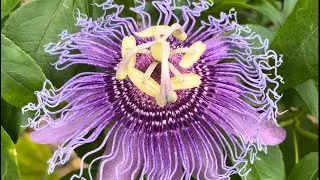 Granadillas: Not One Fruit [aka Passionfruit]