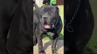 Top Black #Boerboel in Texas!!! #dogs #nba #puppies #boerboels #viral #shorts