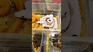 🐍 💎 Pie & Cow Reticulated Python Hatchlings?! 💎 🐍 #shorts