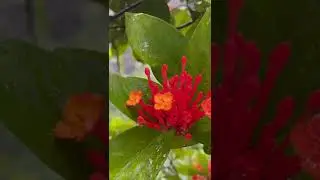 2022 Beautiful flowers 🌺 in heavy raining 🌧 day.☺️ #fresh #feed #moutain #rainingday #rainsounds☺️