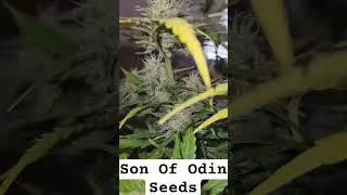 Son Of Odin Seeds Blueberry Muffin x Double Grape Auto