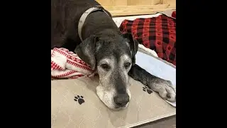 Sundowning and Senior Dogs