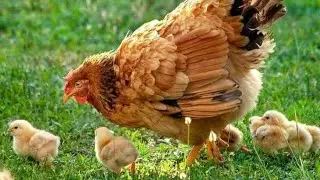 Catching colorful chickens,big colorful chicken,catching rabbits, rainbow,chicks,baby bunny,cute,