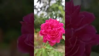be calm 😇calm rose 🌹 #calmday #shortvideos #flowers #nature #viralvideos #calmer #music #trending