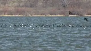 20241219 Cormorants and Gulls Feeding 4K