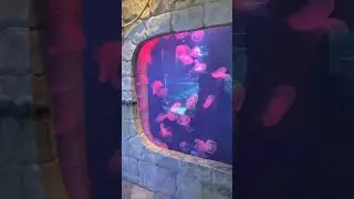 Must visit in Dubai Mall | Aquarium and under water zoo | Jelly fish in Dubai UAE