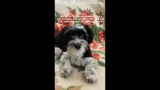 He will try his best lol #dogs #scarydogs #dogrule #shorts