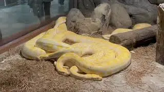 Manila Zoo