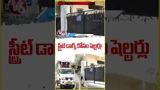 GHMC Sets Up 5 Shelters for Street Dogs in Hyderabad | V6 News