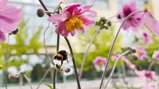 Bumblebees pollinate with a bite