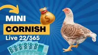 Edu - Sítio Voo dos Gansos está ao vivo!