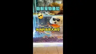 自制狗狗的海景大别墅，我认为它是鱼缸中的战斗鸡，看到视频的你，今年肯定多添置一套大别墅#鱼缸里的大自然 #制作过程 #自制鱼缸 #年年有鱼 #别墅鱼缸 @抖音小助手