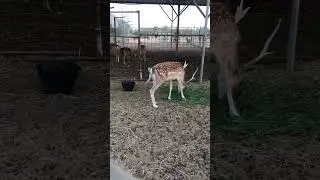 Wild Deer In The Desert