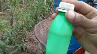 como fazer o controle da larva minadora do tomate
