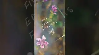 Edible flowers, common edible flowers for recipes