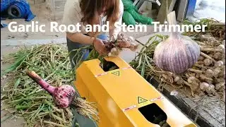 HGRC-600 Garlic Root and Stem Trimmer Garlic Leave Cutting Machine
