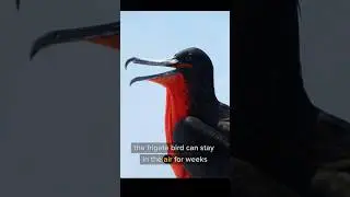 These Birds Sleep While Flying?! 🕊️😱 | Surprising Bird Facts#shorts