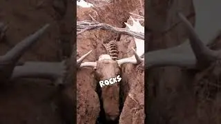 Worst Deer Trap Rock #shorts