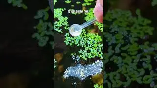 Try Feeding Your Shrimp Tank This Micro Powdered Food! 🦐 #shorts