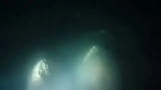 A shark on the night dive in Terrigal Lagoon