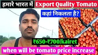Where are export-quality tomatoes produced in India? | When will tomato prices increase? | Organic 🍅