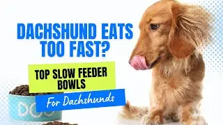 Dachshund Eats Too Fast - Top 3 Slow Feeder Bowls For Dachshunds